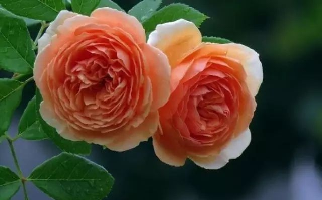 月季的花語(yǔ),月季的寓意和象征是什么