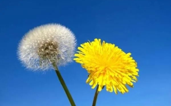 蒲公英的花語(yǔ),蒲公英的寓意和象征是什么