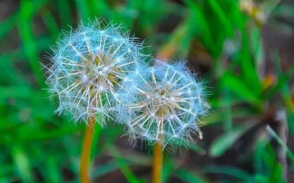 蒲公英的花語(yǔ),蒲公英的寓意和象征是什么