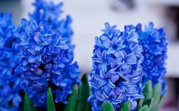 風(fēng)信子的花語,風(fēng)信子的寓意和象征是什么