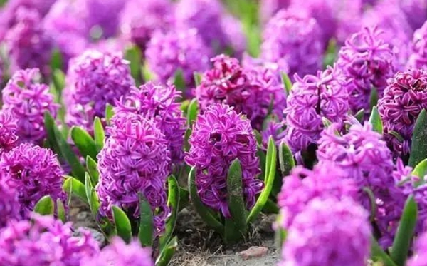 風(fēng)信子的花語,風(fēng)信子的寓意和象征是什么