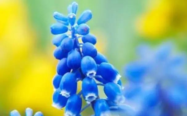 風(fēng)信子的花語,風(fēng)信子的寓意和象征是什么