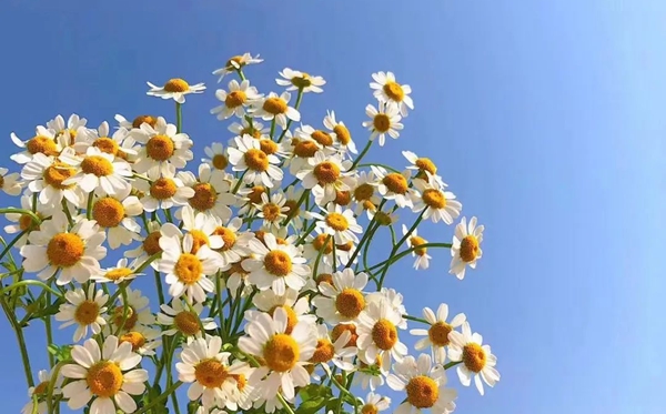 洋甘菊的花語,洋甘菊的寓意和象征是什么