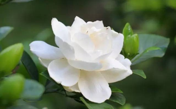 梔子花的花語(yǔ),梔子花送人代表什么意思