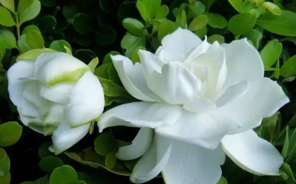 梔子花的花語(yǔ),梔子花送人代表什么意思