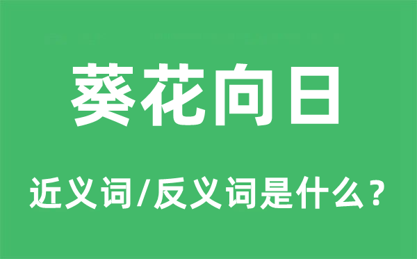 葵花向日的近義詞和反義詞是什么,葵花向日是什么意思